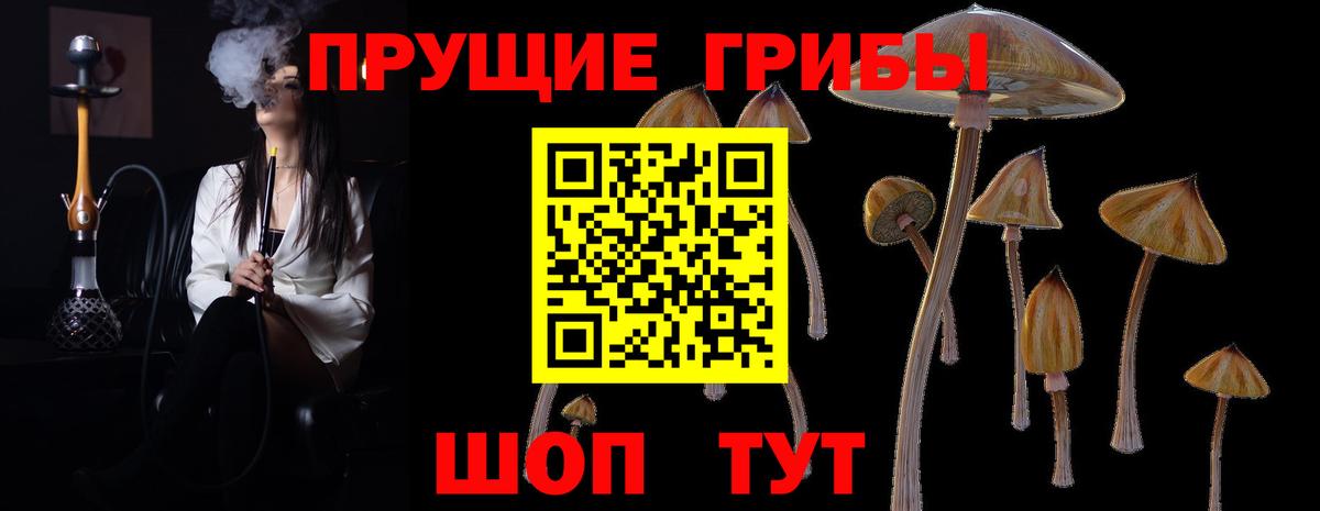 Гатчина  Псилоцибиновые грибы прущие грибы  Вход с VPN 